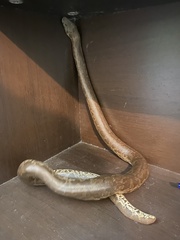 Eryx whitakeri