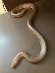 Eryx whitakeri