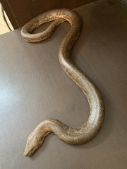Eryx whitakeri