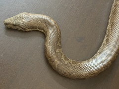Eryx whitakeri