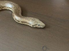 Eryx whitakeri