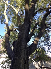 Celtis occidentalis