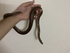 Eryx whitakeri