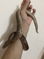 Eryx whitakeri