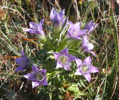 Gentianella austriaca
