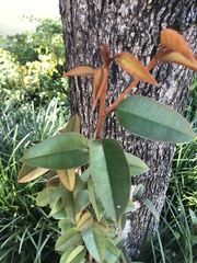 Chrysophyllum oliviforme