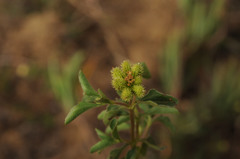 Acanthospermum australe