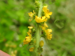 Agrimonia bracteata