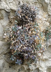 Petrocoptis montserratii