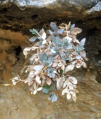 Petrocoptis montserratii