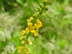 Agrimonia bracteata