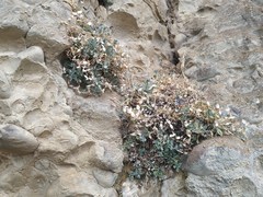 Petrocoptis montserratii