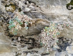 Petrocoptis montserratii