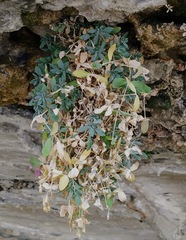 Petrocoptis montserratii