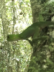 Enyalius
