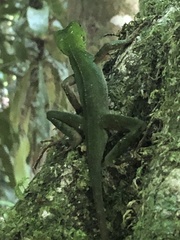 Enyalius