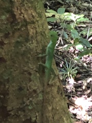 Enyalius