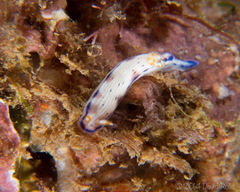 Hypselodoris peasei
