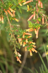 Cuphea micropetala