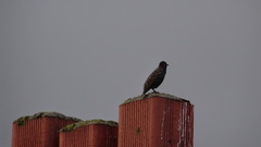 Sturnus vulgaris