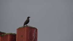 Sturnus vulgaris