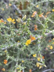 Aspalathus retroflexa