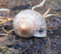 Tropidophora