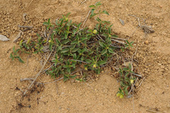 Acanthospermum australe