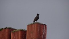 Sturnus vulgaris
