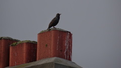 Sturnus vulgaris