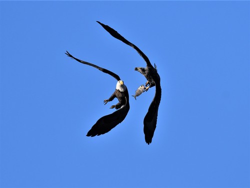 Bald Eagle photographed in New York