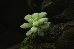 Graptopetalum