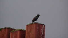 Sturnus vulgaris