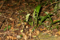 Chlorophytum sparsiflorum