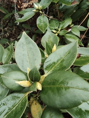 Rhododendron hongkongense