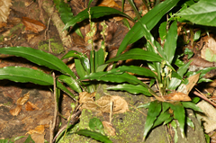 Chlorophytum sparsiflorum