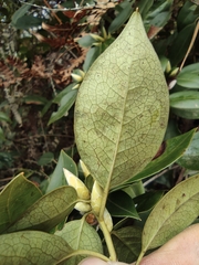 Rhododendron hongkongense