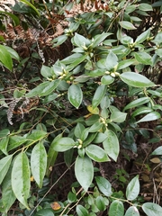 Rhododendron hongkongense