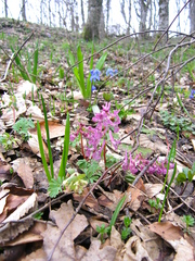 Corydalis caucasica