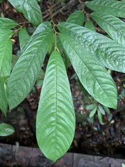 Fissistigma glaucescens