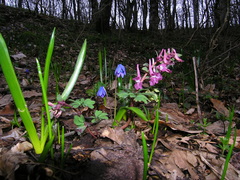 Corydalis caucasica