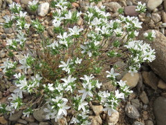 Arenaria aggregata