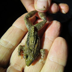 Ptychadena mossambica