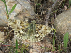 Muschampia lavatherae
