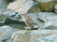 Nycticorax nycticorax