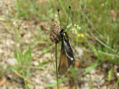 Libelloides hispanicus