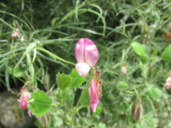 Ononis rotundifolia