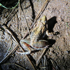 Ptychadena mossambica