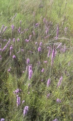 Liatris punctata mucronata