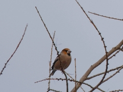 Coccothraustes coccothraustes